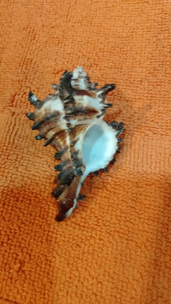 Shani Shankh